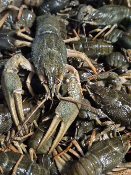 Продам раки/живі раки!