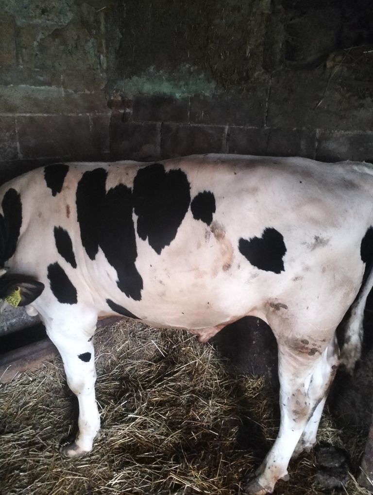 Sprzedam dwa byczki do dalszego chowu dobrze utrzymane