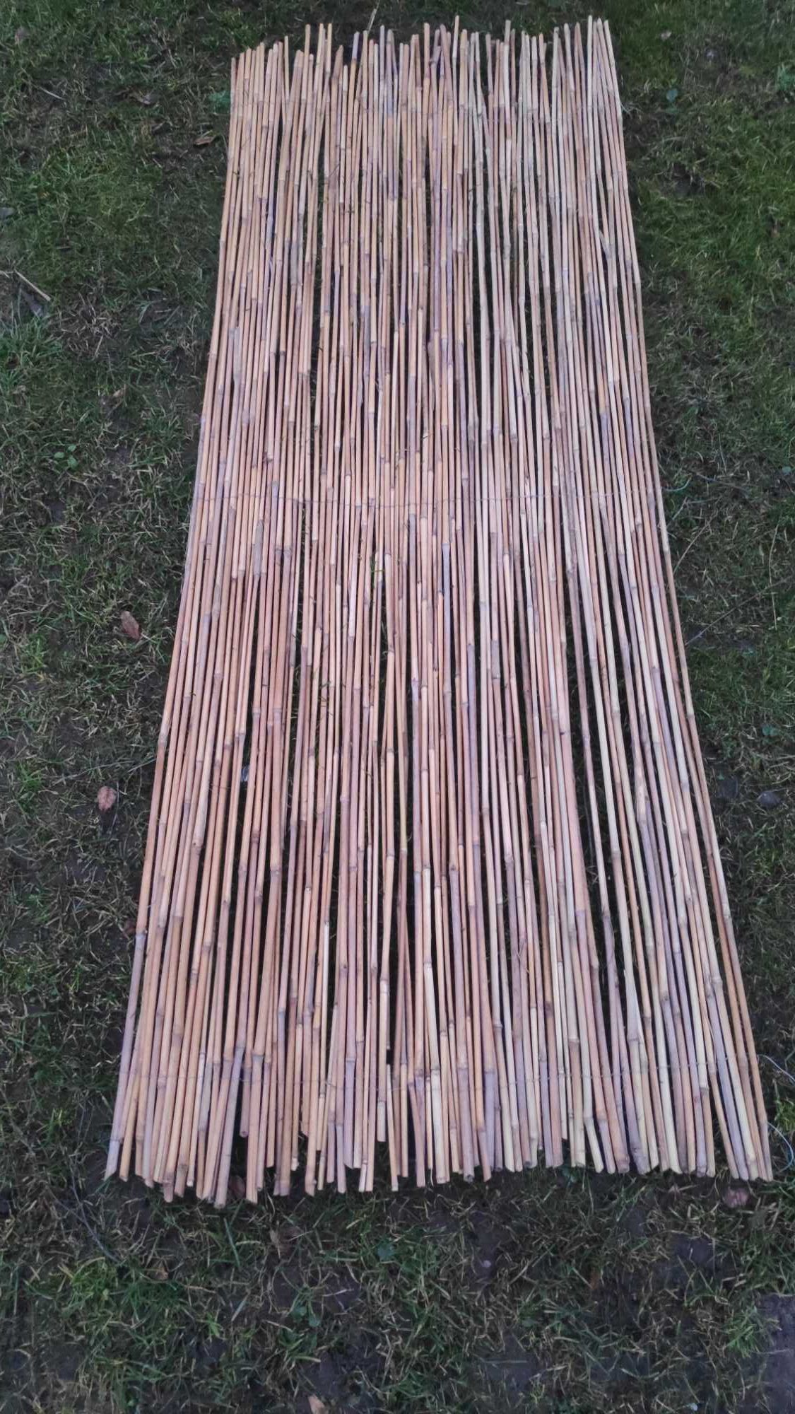 Miskant, obrany wysuszony - Palik, tyczka, mata, bambus, do terrarium
