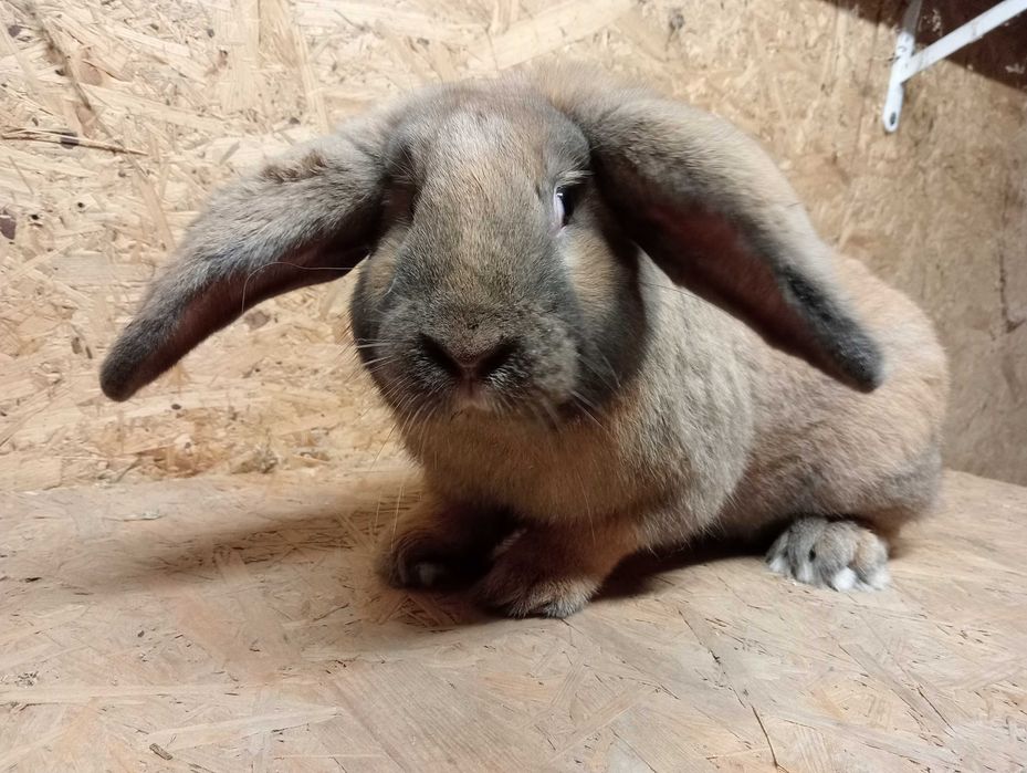 Królik samiec z wakacji