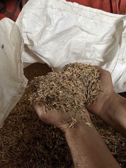 Mistura azevem e aviao