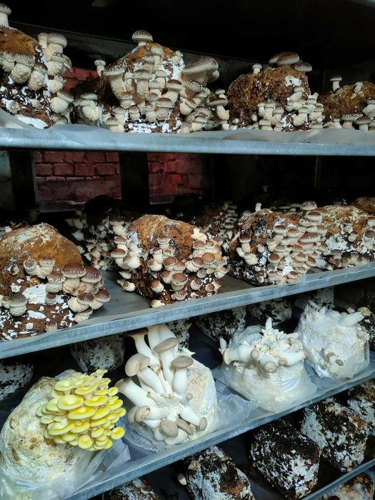 Świeże grzyby Shiitake (Twardziak jadalny)