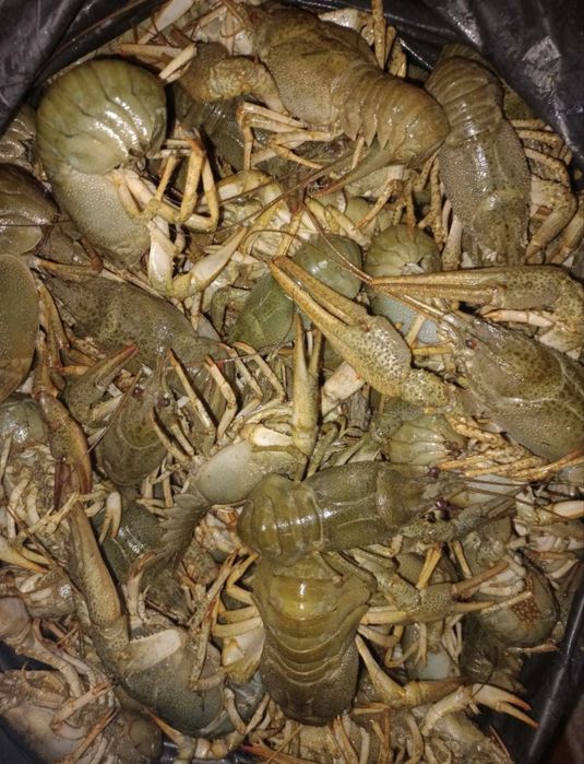 Продам Раки Розница и ОПТ