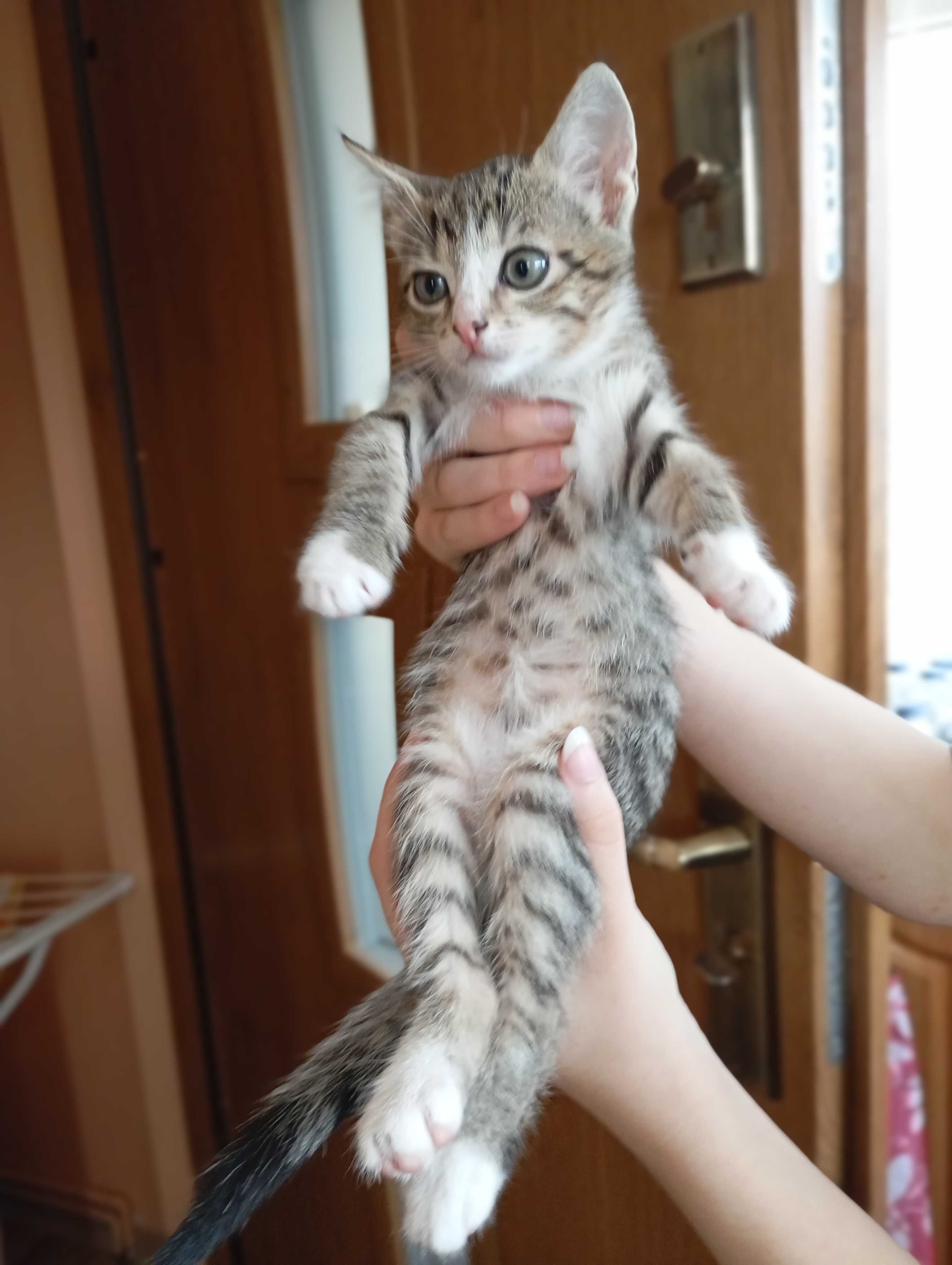 Kociaki do pilnej adopcji