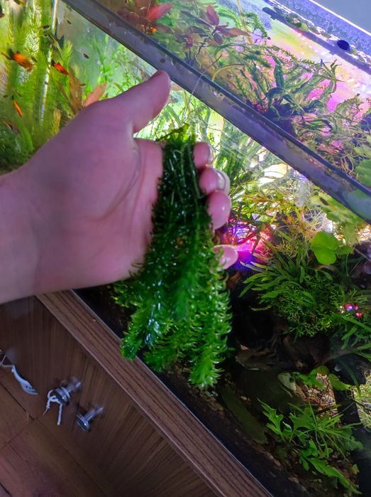 Moczarka kanadyjska. łatwa roślinka akwariowa