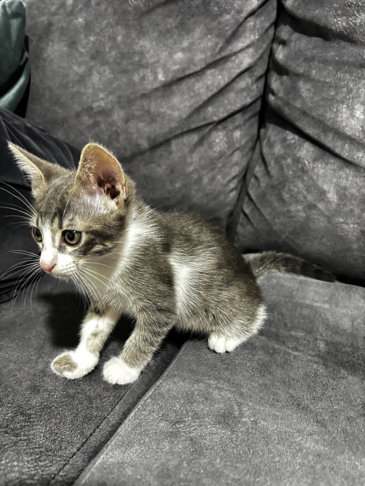 Gata femia filhote