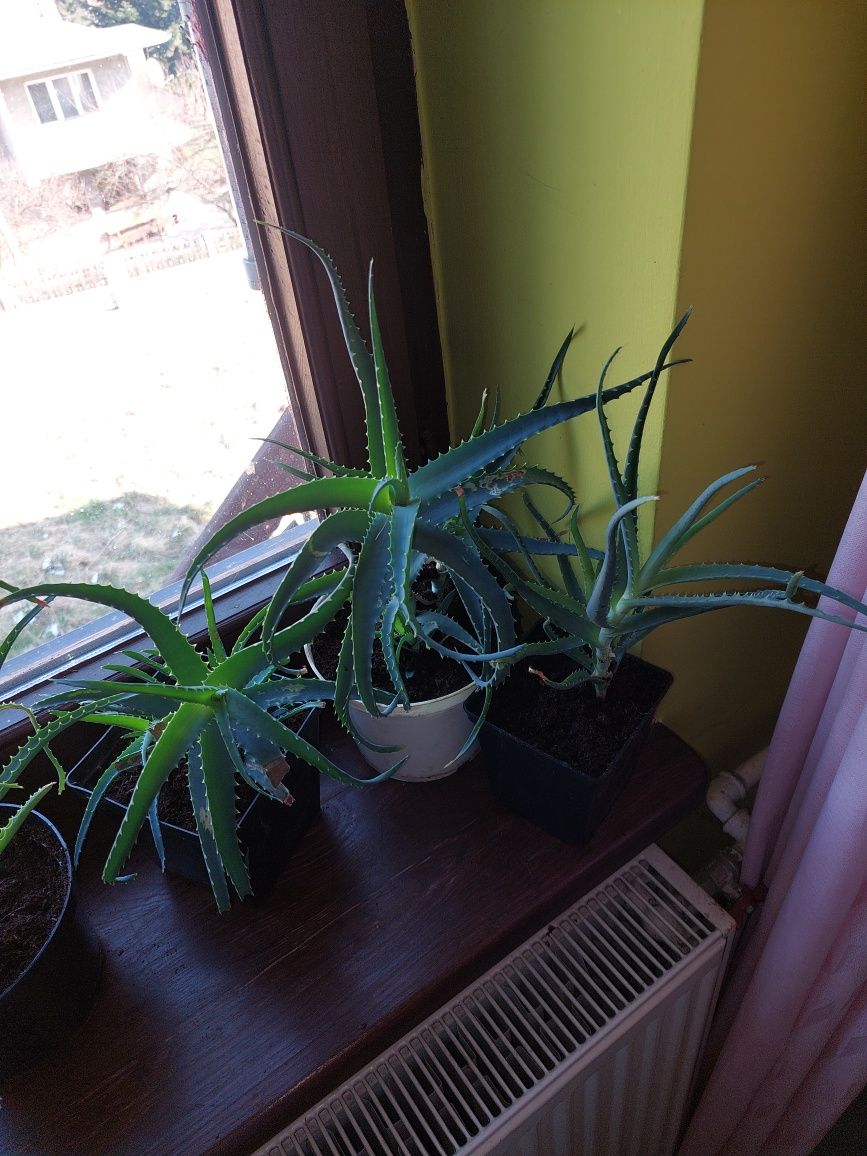 Aloes drzewiasty