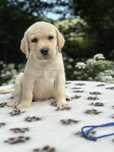 Labrador Retriever z rodowodem FCI ZKwP