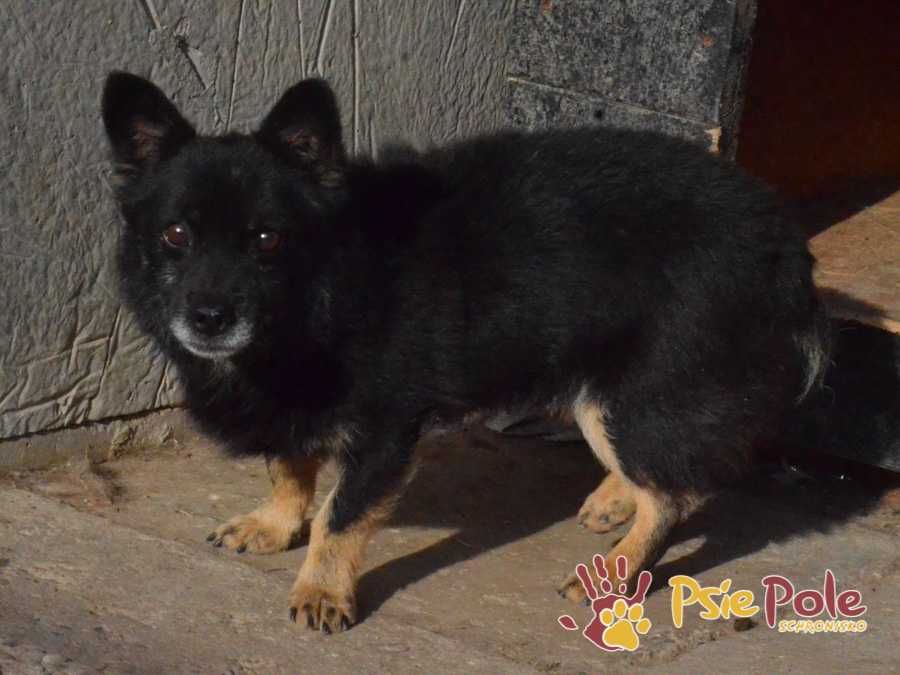 TEKIELI-Malutki czarny staruszek szuka kochającego domu