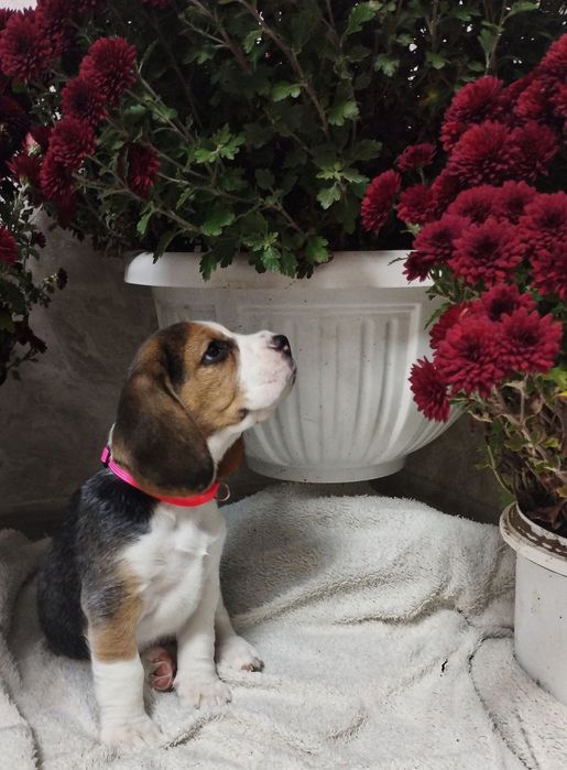 Продам цуценят бігля