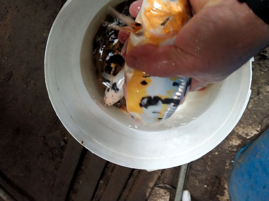 Karp koi karaś orfa