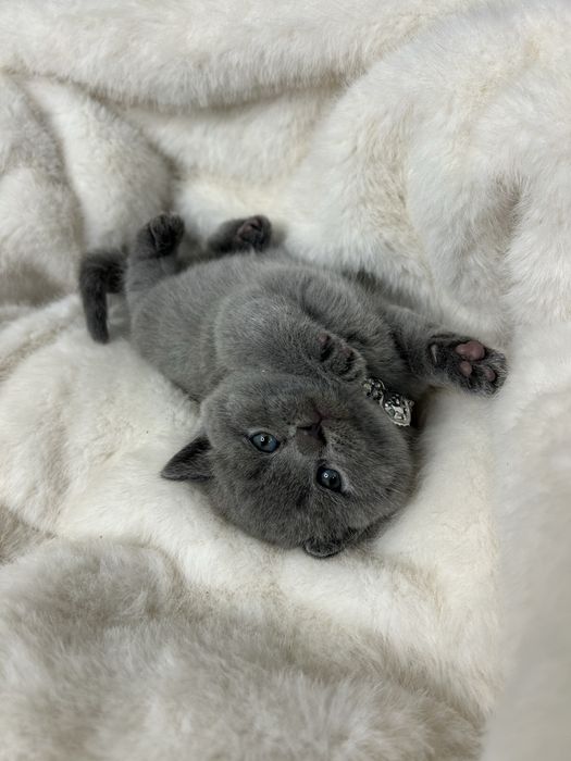 Британська плюшева прямоуха кішечка. Прямоуха кішечка.