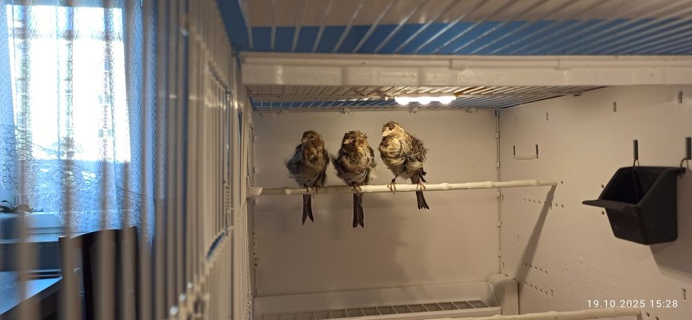 Kanarek kendeżawy Mehringer samiczka szafirowa