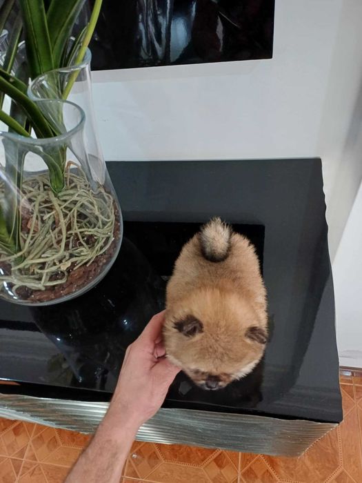 Spitz Alemão Anão/ Lulu da Pomerânia MACHO com LOP AFIXO