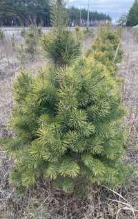 Pinus sylvestris , сосна звичайна (ком) , сосна обыкновенная.