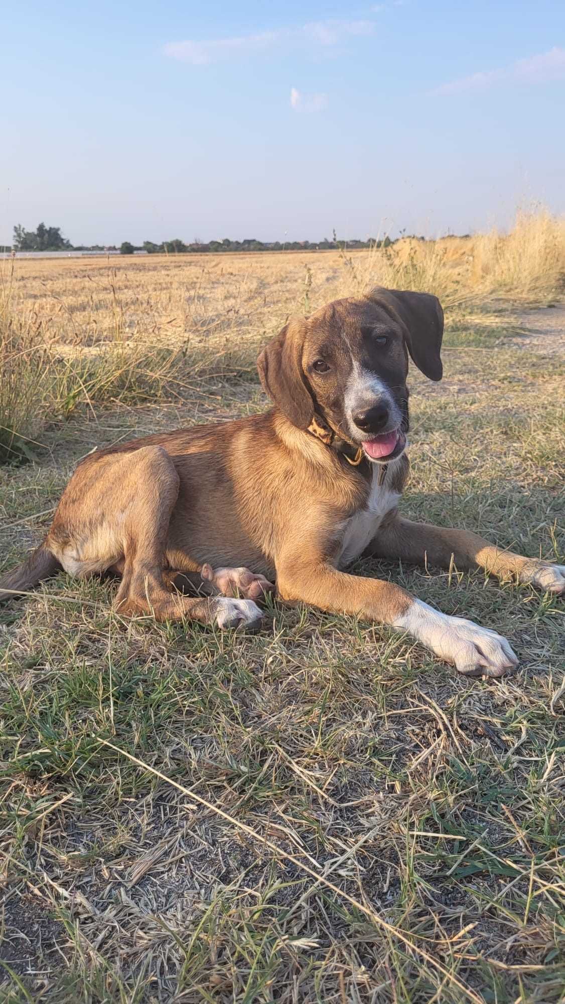 TRUFLA  4 mies sunia uratowana w Bułgarii do adopcji