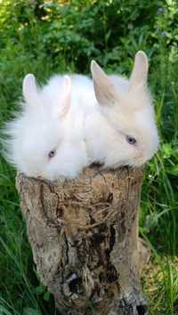 Белый пасхальный кролик мини крольчонок карликовые кролики белый львин