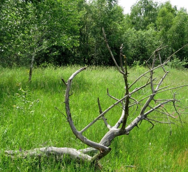 Природні матеріали для дизайнерів