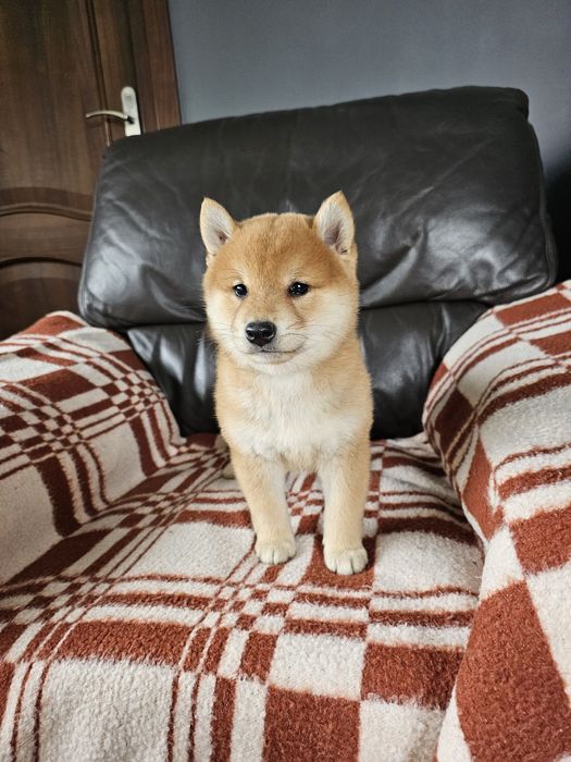 Shiba inu ZKWP FCI doskonały rodowód