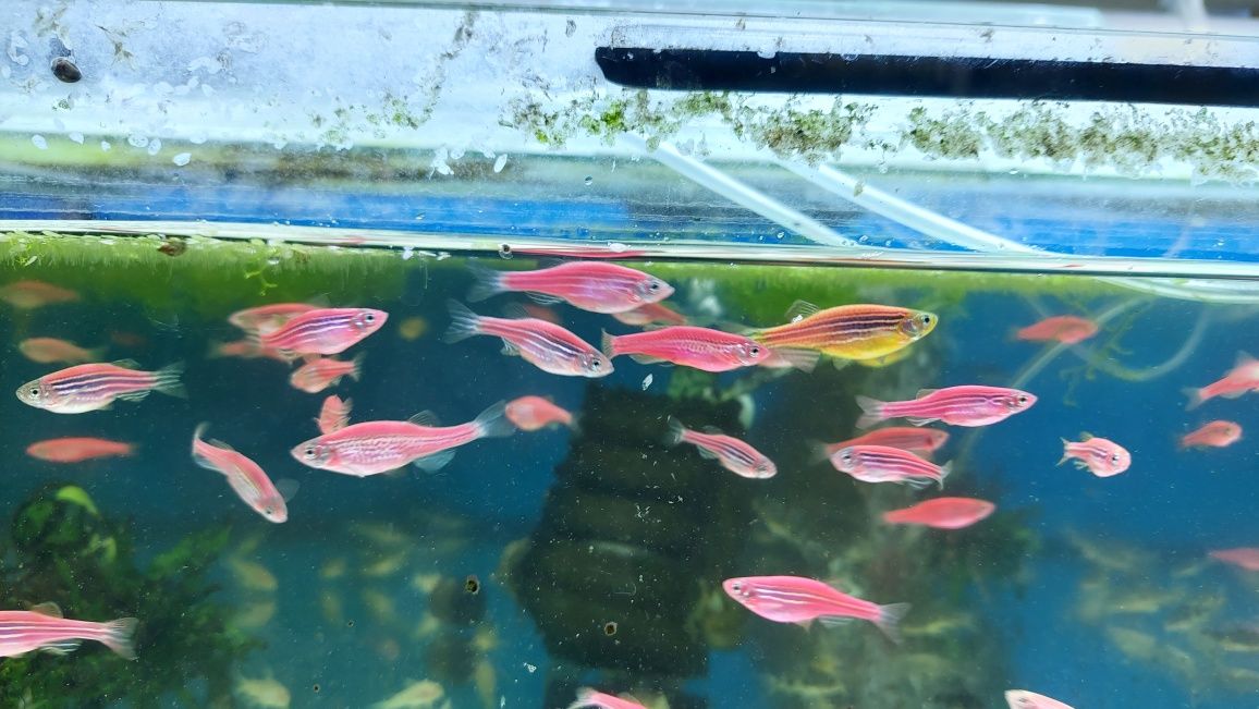 Danio kolor (Danio rerio) różne odmiany barwne WYSYŁKA AKWAWIN