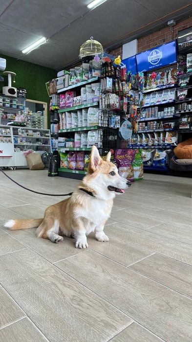 Франшиза. ZOO ROOM — готовий бізнес “під ключ”.