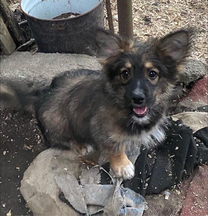 Хлопчик і три дівчинки шукають родини. Вік 3,5-4 місяці