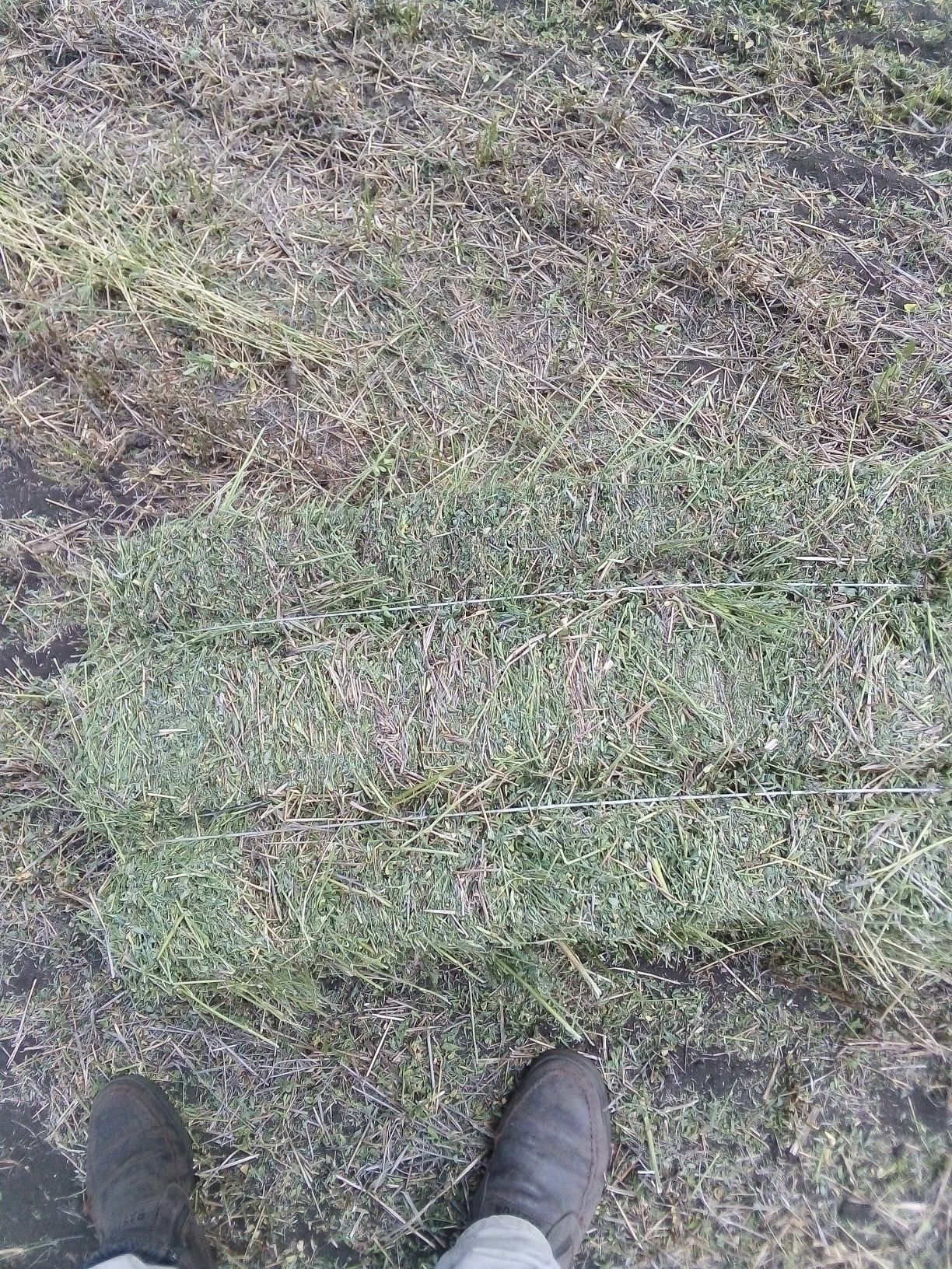 Продам сено Люцерны в тюках