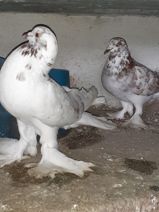 Pombos de papo de ar