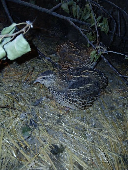 Інкубаційне яйце перепілки породи  Фараон