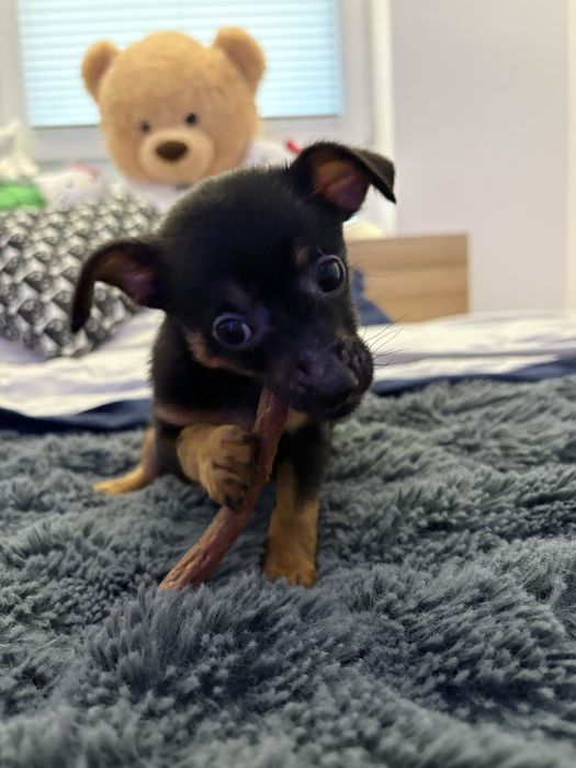 Pinczer miniaturowy IRSO