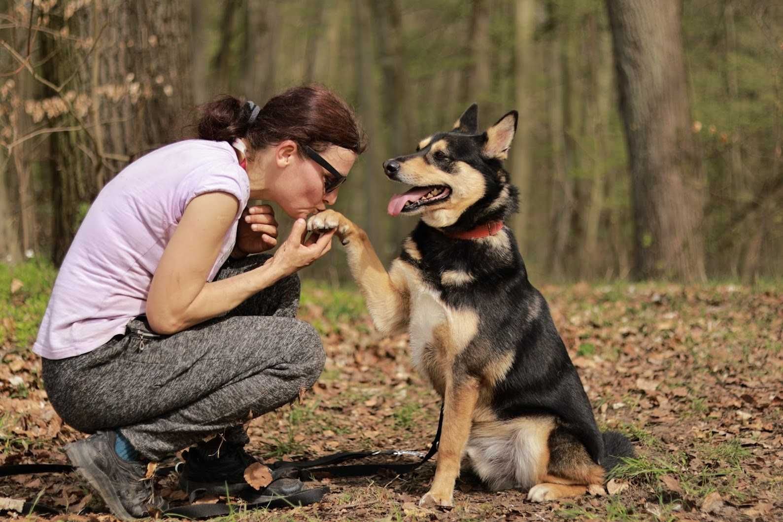 MARGO - 4-letni, 18kg, domowy, kochany [FILMIKI]