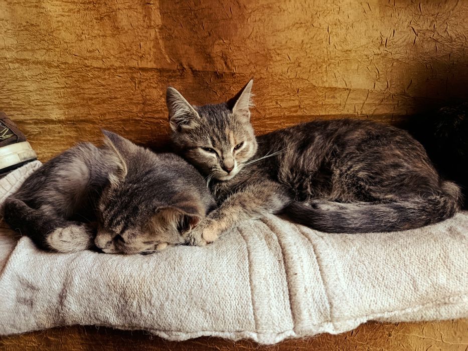 Віддам котят безкоштовно