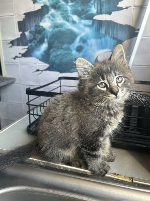 Kotek Norweski Leśny