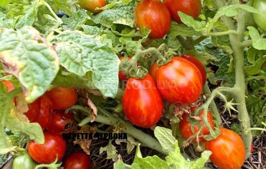 Томати кімнатні.Помидоры комнатные(насіння)