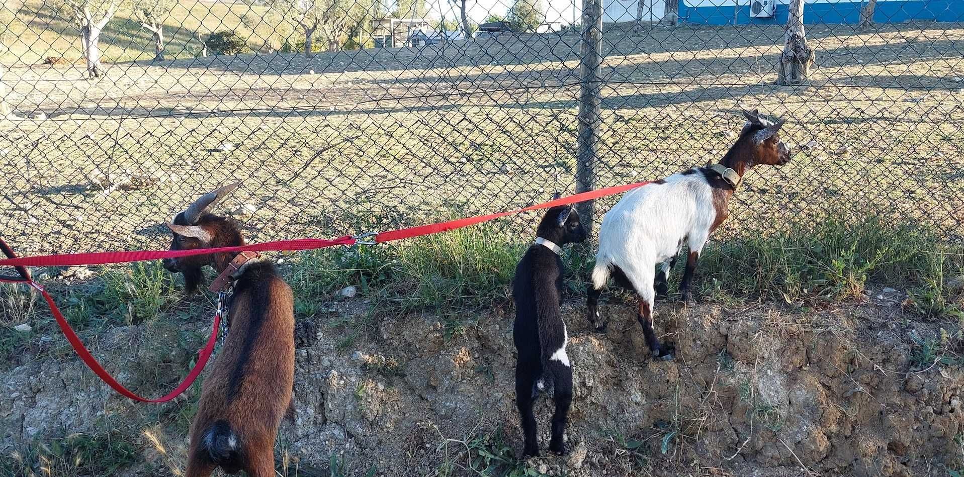 Cabras anãs (domesticadas)