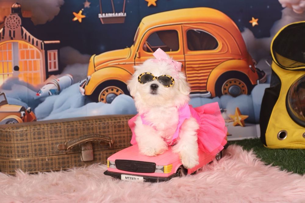 міні дівчинка мальтезе з документами