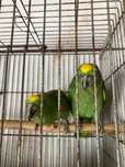 Casal ochrocephalos