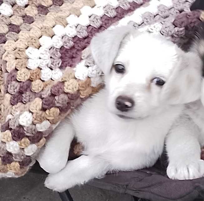 Дівчинка красуня гавкуча грайлива