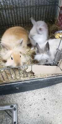 Кролики декоративні