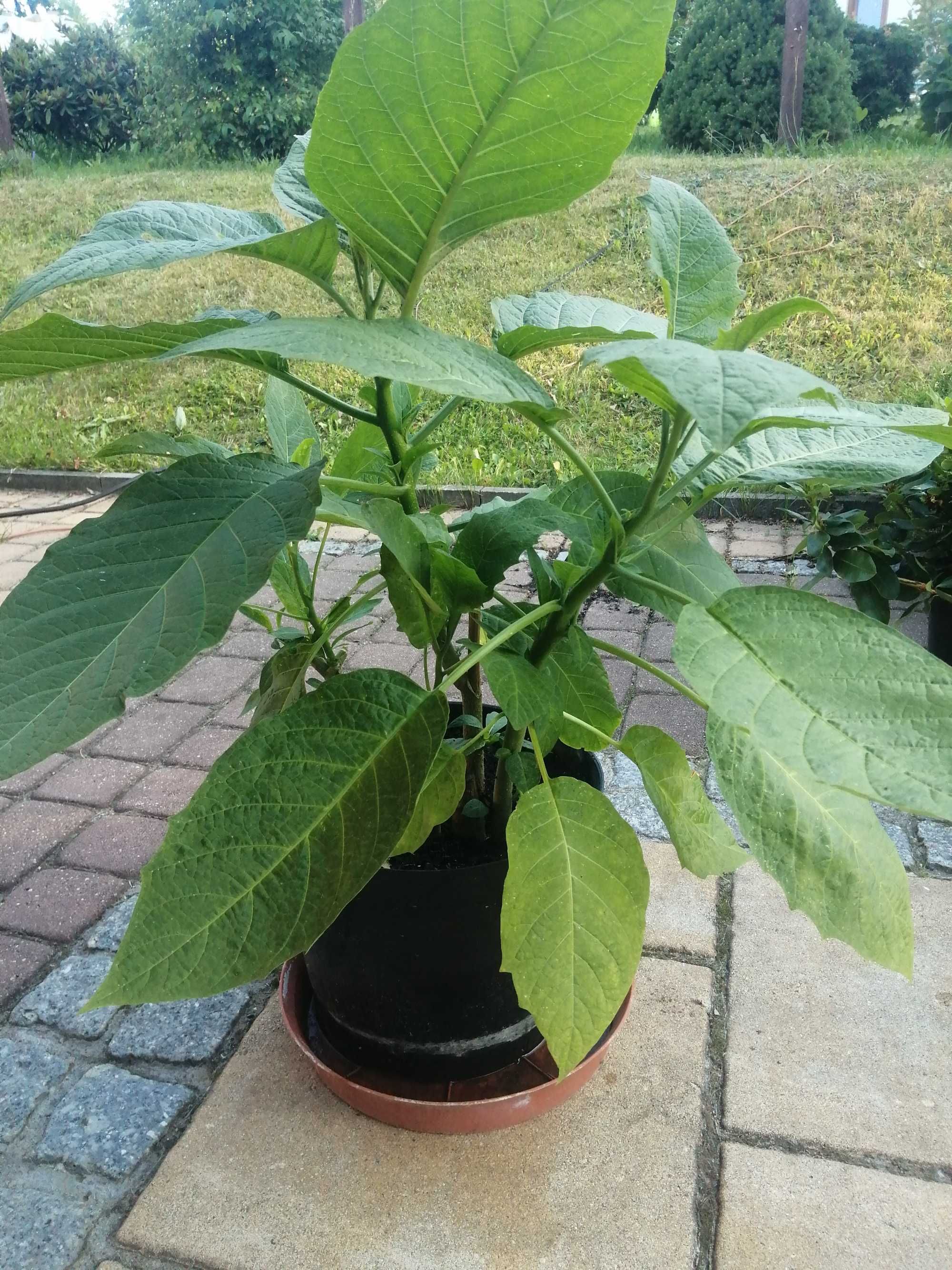 Datura trikolor -różowa ,żółta ,biała doniczka 10 litrów