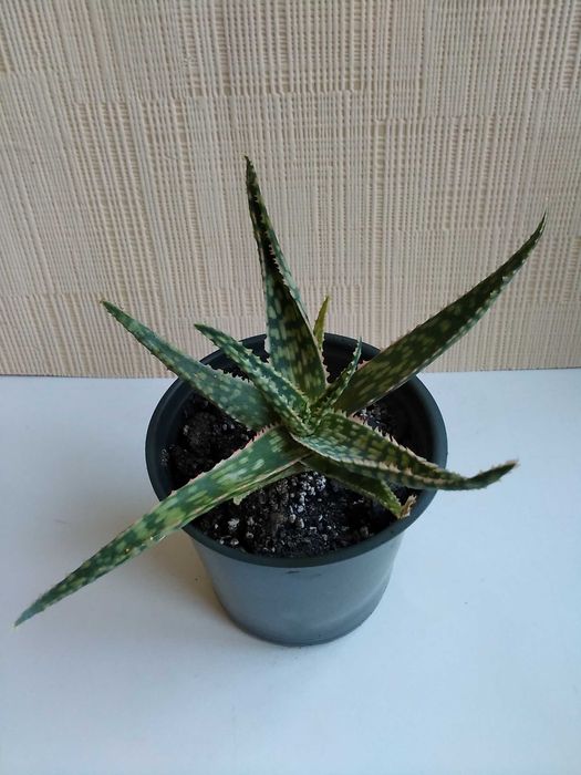 Алоэ Рауха алоe Rauhii