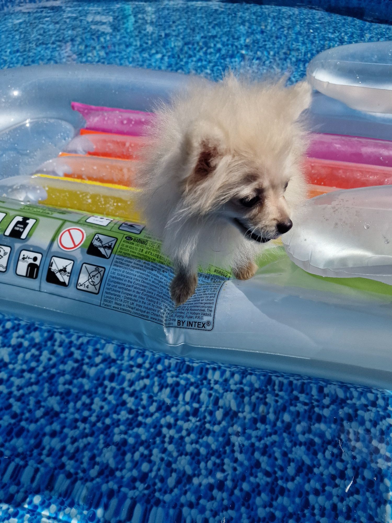 Lulu Pomerânia - Spitz Anão Macho