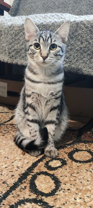 Котята кошеня шукає маму