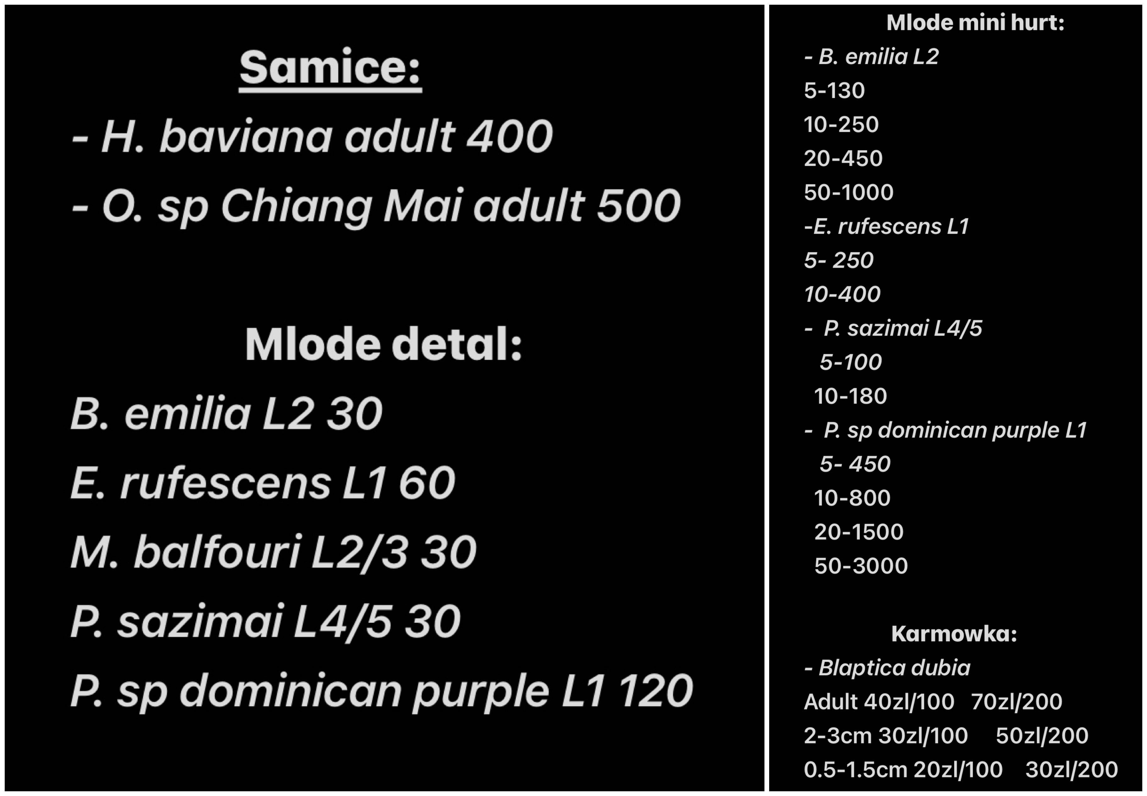 H. baviana dorosla samica ptaszniki pajaki harpactira bavian