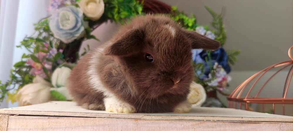 Królik Mini lop gotowe do odbioru