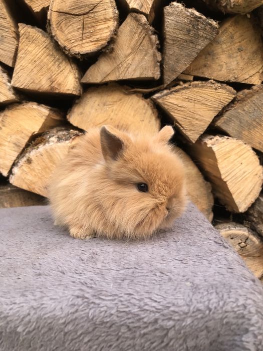 Królik miniaturka karzelek Teddy długowłosy