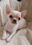 ** Zuma ** kremowa suczka Chihuahua