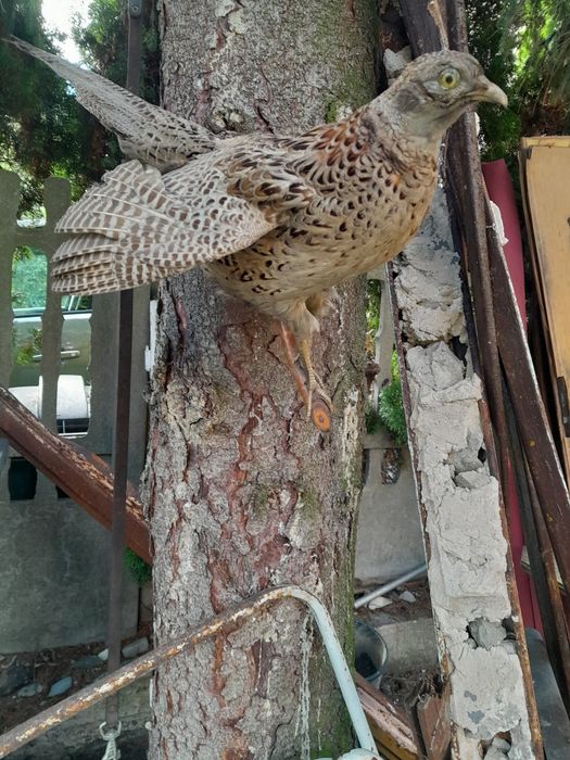 Spreparowany wypchany ptak bażant trofea