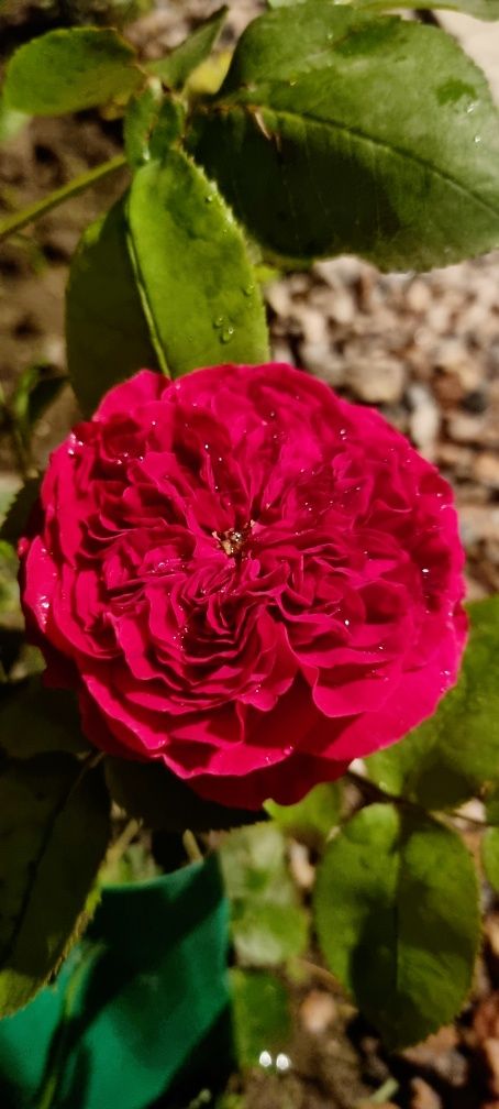 Черенки сортовых роз живиці троянд