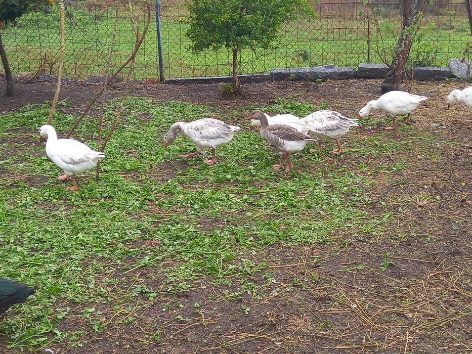 Lote de 6 gansos